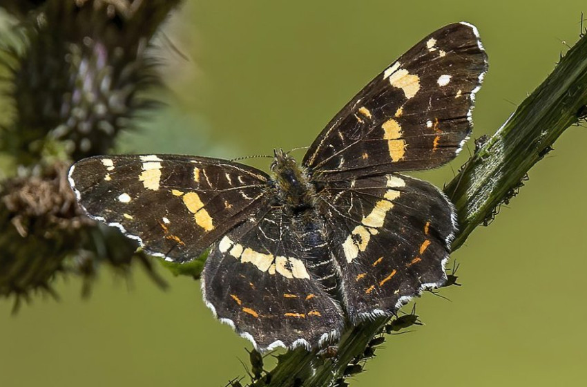 Megválasztották a 2025-ös év lepkéjét