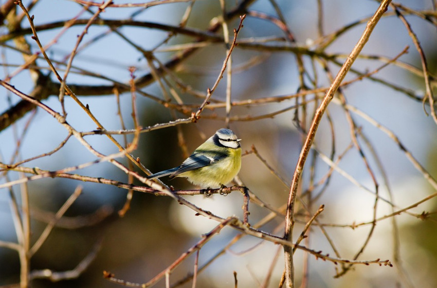 Hétvégére igazi tavaszi idő lesz, de hajnalban még fagyhat