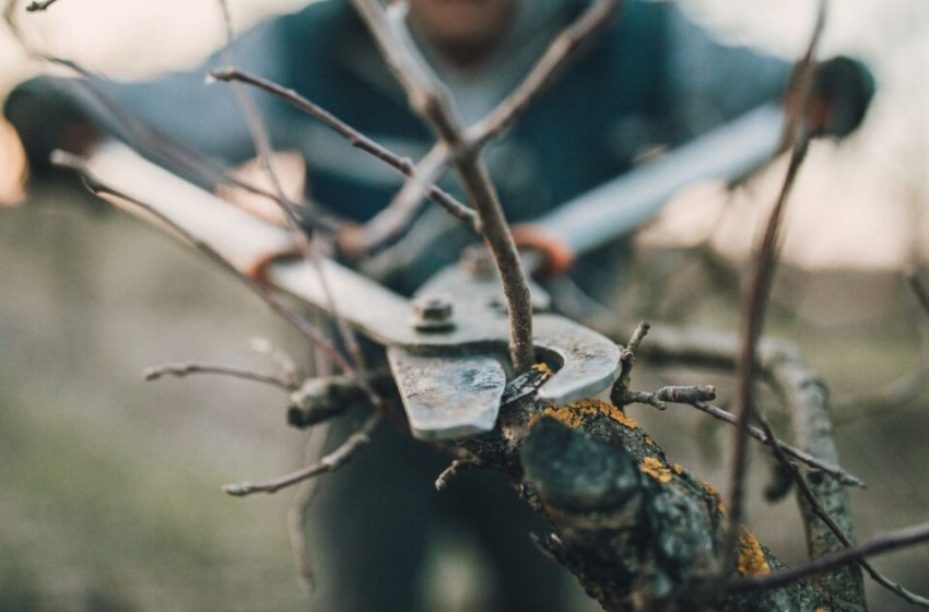 Almafa metszése tavasszal – így csináld, hogy több és jobb minőségű legyen a termés