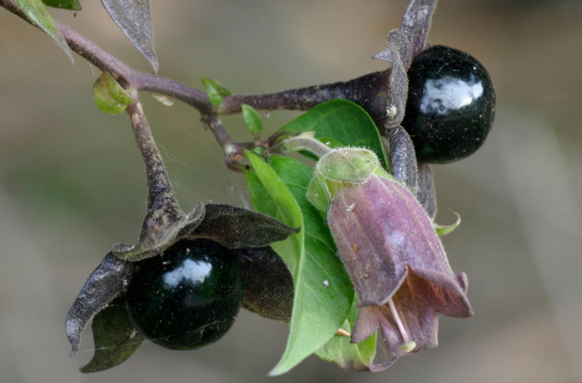 Gyönyörűek és halálosak: a világ 8 legmérgezőbb növénye