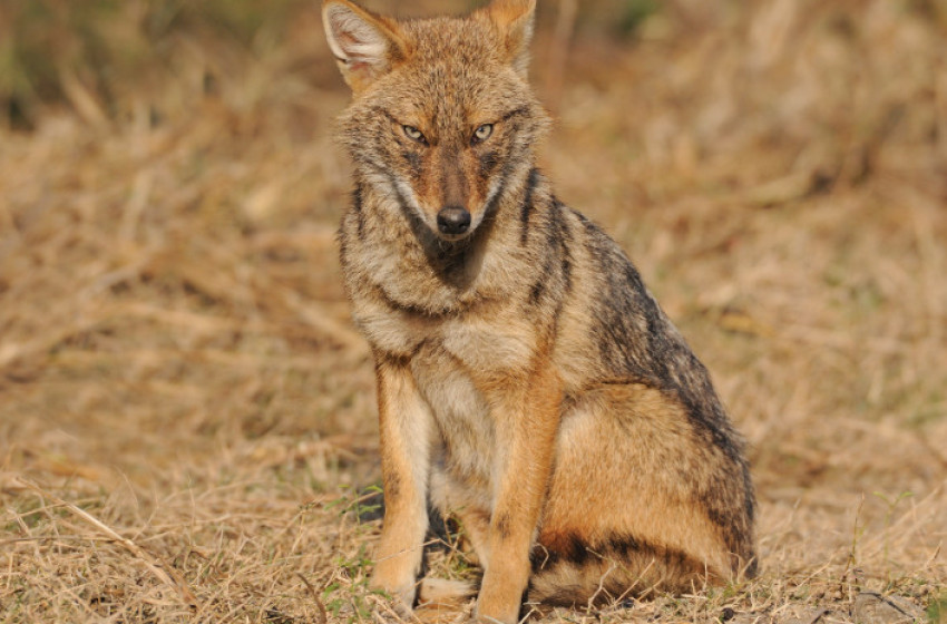 Egyre több a sakál Magyarországon: gyorsan terjed, nincs mit tenni ellene