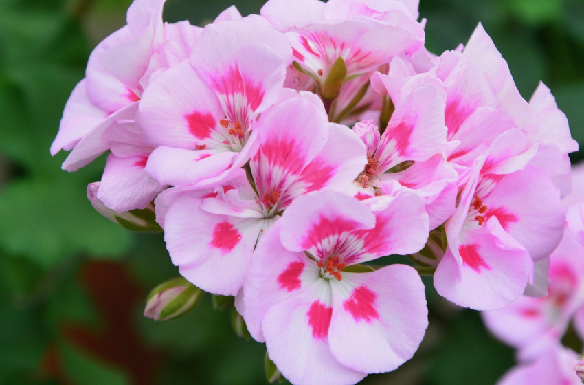 Tavaszi virágvásár Magyarkeresztúron