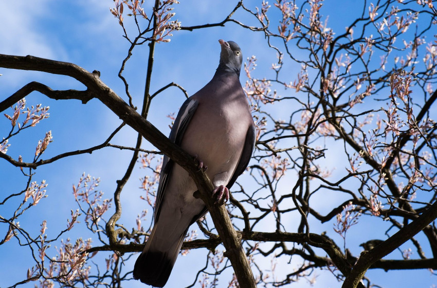 Élénk szél teheti tönkre a péntek tavaszias időjárását
