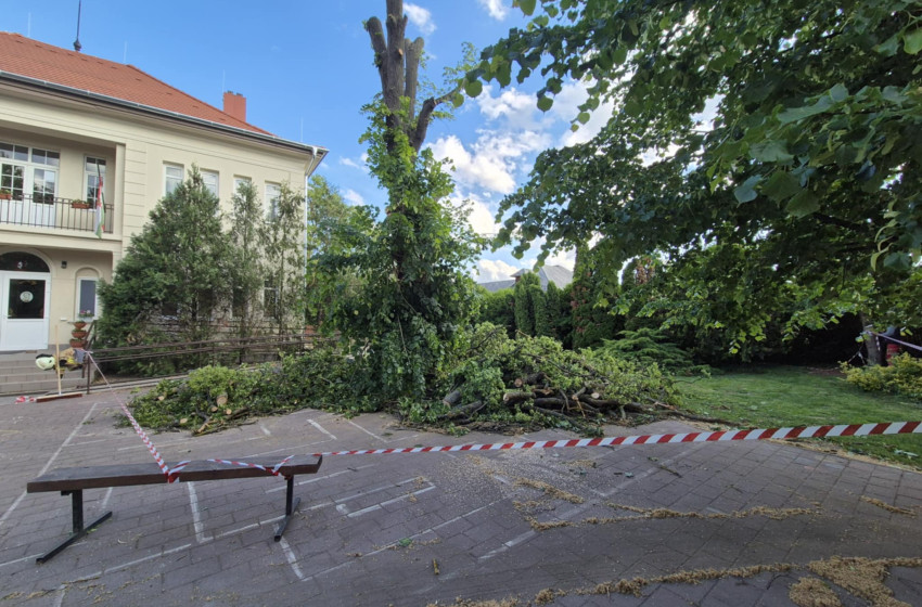 Veszélyes fa miatt riasztották az önkéntes tűzoltókat