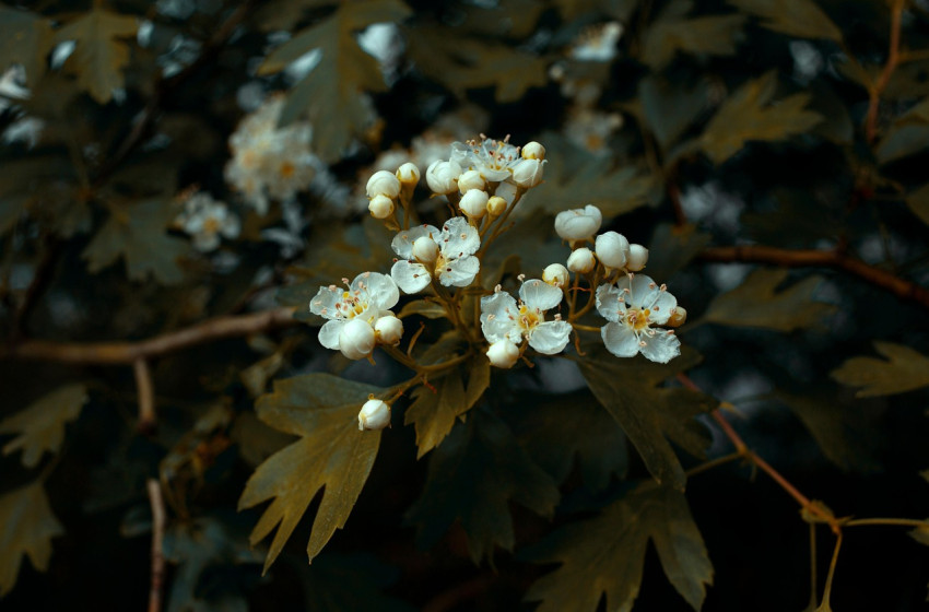 Tavaszias napok helyett télies hétvége: fagy, erős szél és záporok jönnek