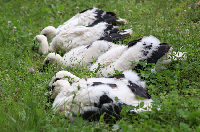 Gólyafesztivál 2025 – A természet és hagyomány ünnepe Szanyban