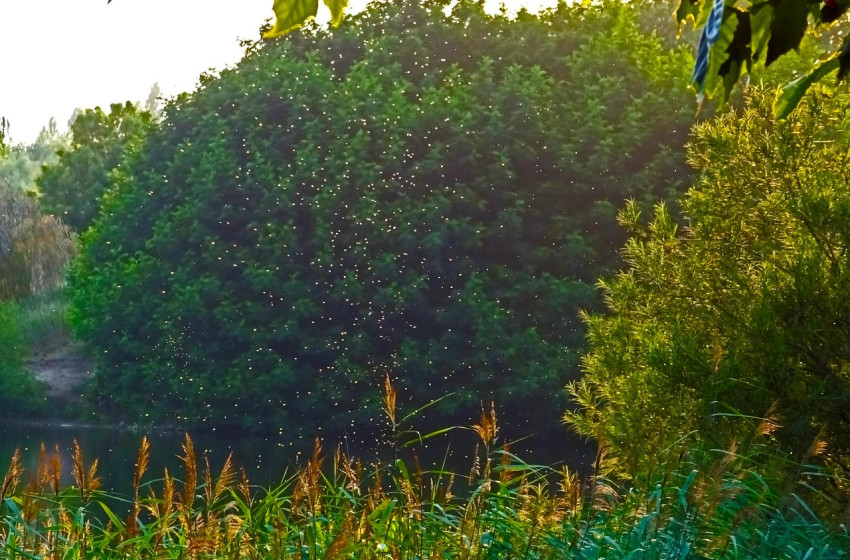 Földi szúnyoggyérítés Rábapatonán