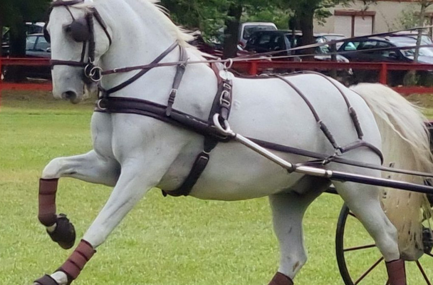 A lovassport szerelmeseié volt a főszerep Fehértó községben