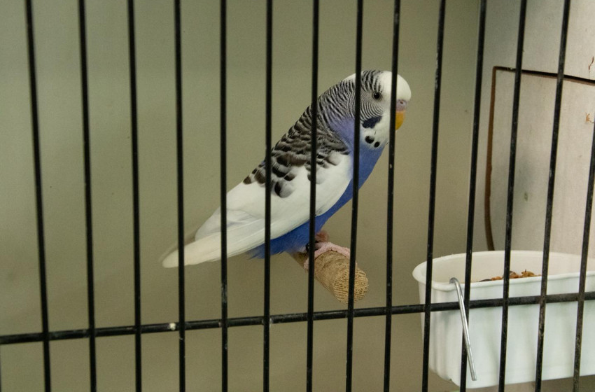 Díszmadárkiállítás Csornán - videó