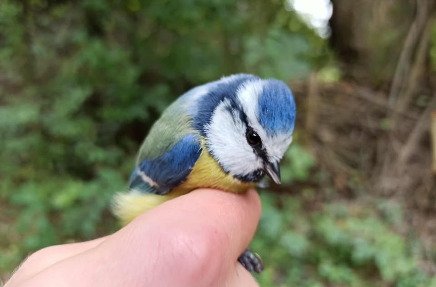 Madármegfigyelő program a Fehér-tónál