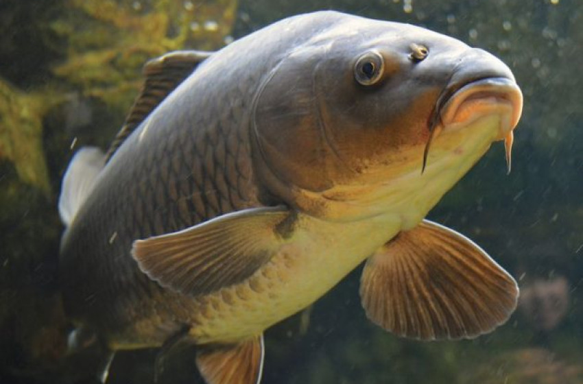 Lehalászás a Bősárkányi Kissárga Tavon – látványos program október 11-én