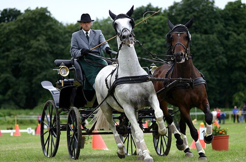 Országos Fogathajtó Bajnokság Farádon – Az év egyik leglátványosabb lovas eseménye!