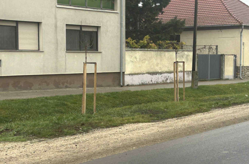 Szany tovább zöldül – új facsemetékkel szépül a település