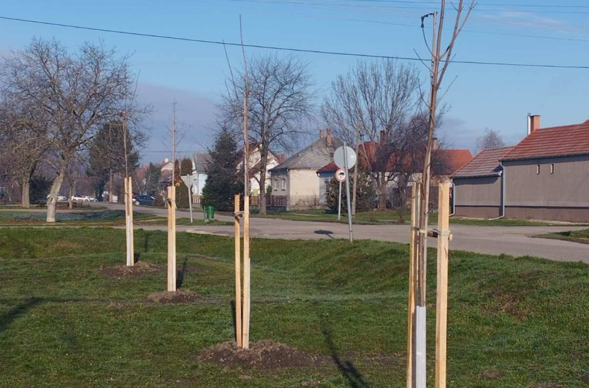 Farádon folytatódik a fásítási program