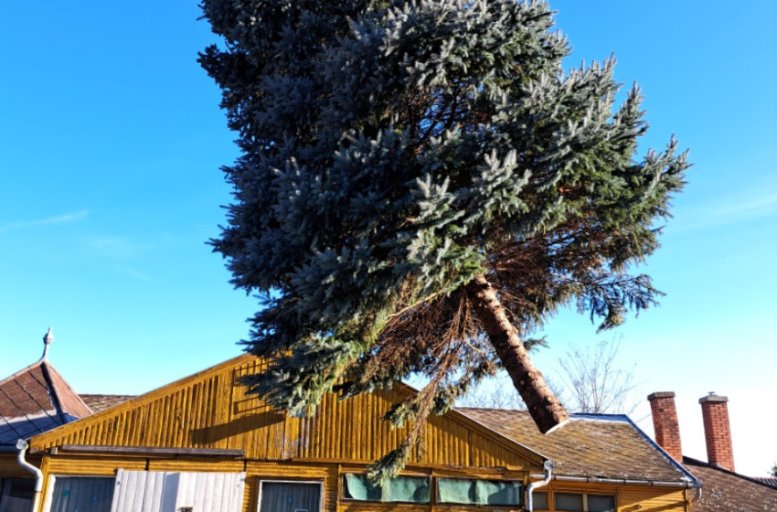 Győrszemere közös karácsonyfája – Ünnepi összefogás advent idején