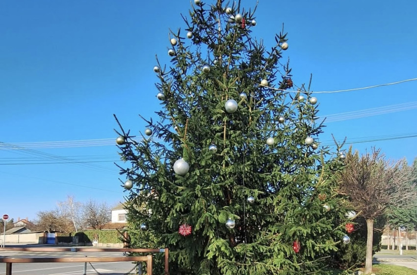 Fényárban ragyog Rábapatona karácsonyfája – az idei fát helyi felajánlásnak köszönheti a község