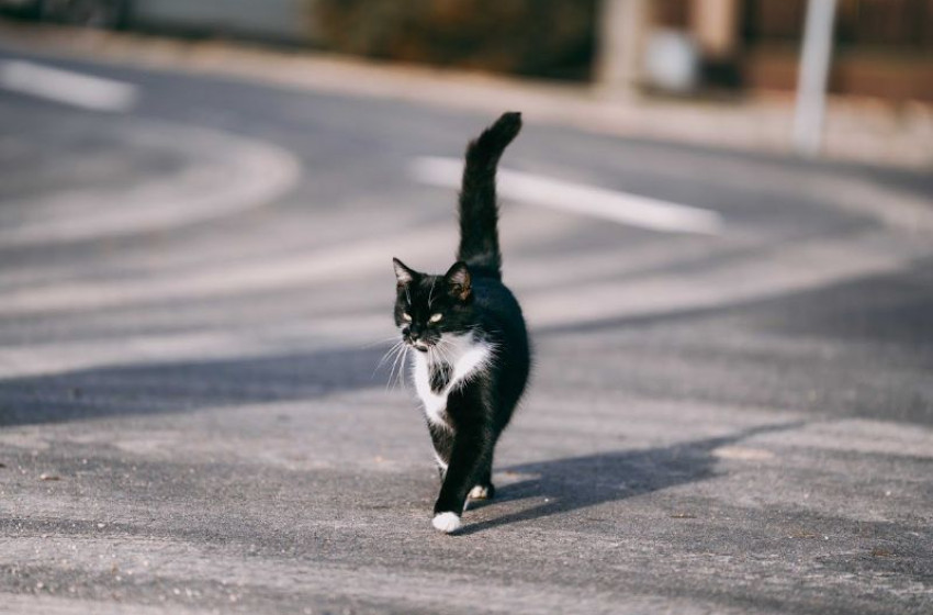 Megújult a Kossuth Lajos utca Dörben