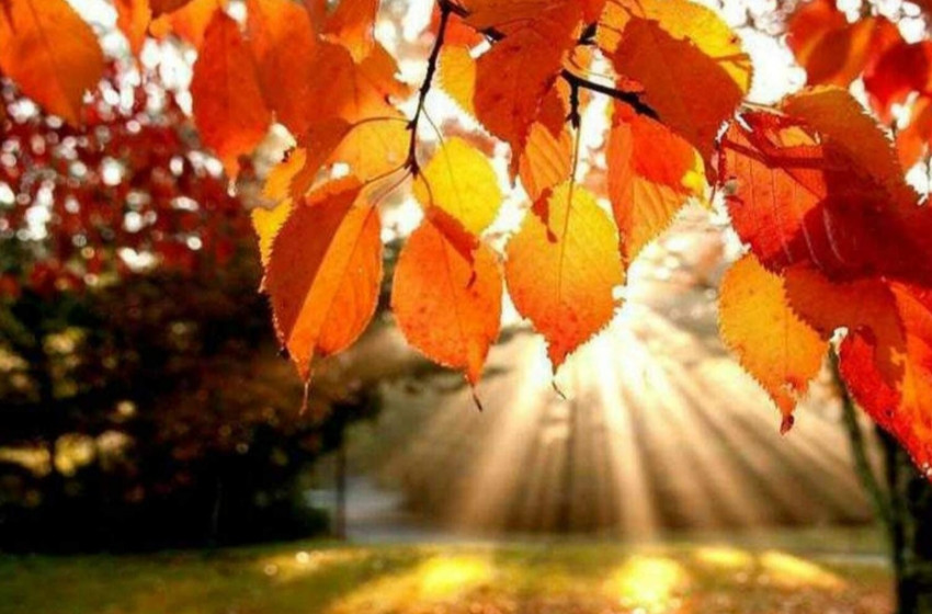 November a Rábaköz.hu-n: Félpályás gól, búcsúinterjú Tét gyermekorvosától és szakmai napok a Rábaközben