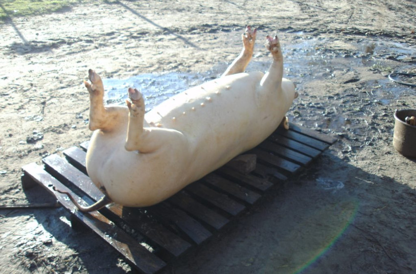 Disznóvágás Barbacson