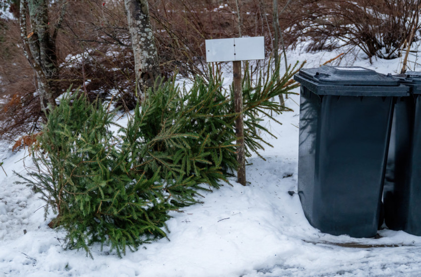 Tájékoztatás a karácsonyfák elszállításáról Farádon