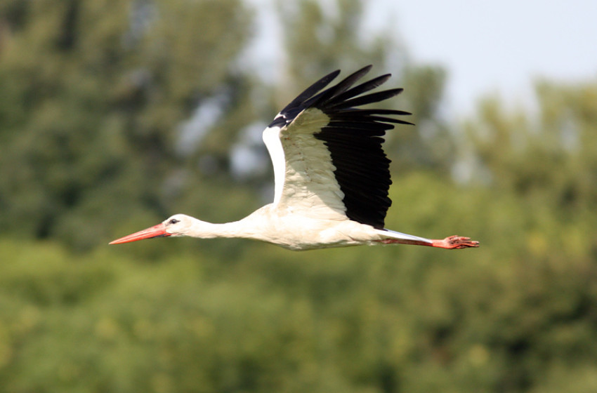 Ötödször is megrendezik a Szanyi Gólyafesztivált – természetközeli élmények kicsiknek és nagyoknak