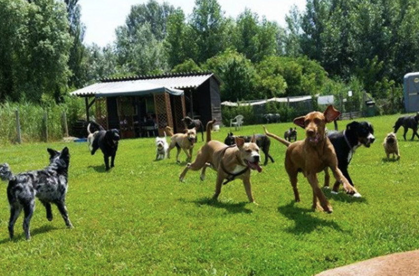 Új kutyaiskola indul Kónyban – Héra Dog az engedelmesebb és boldogabb kutyákért