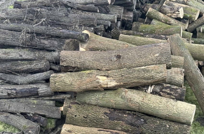 Ingyenes tűzifát biztosít Kapuvár önkormányzata a rászorulóknak