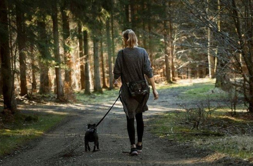Nagy közös kutyasétára hívják a gazdikat Kapuváron