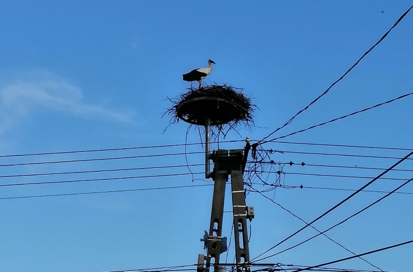 Megérkezett a gólya Maglócára