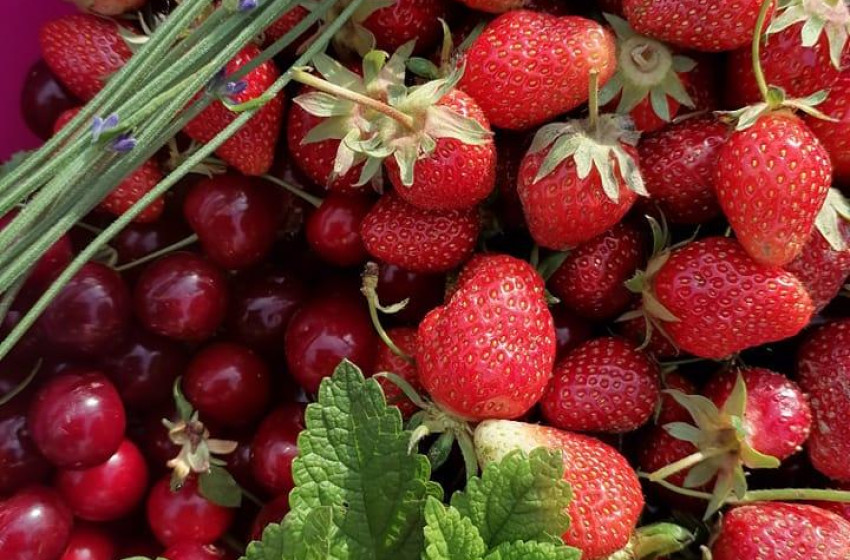 Kertbarátság gyermekszemmel – ingyenes kertpedagógiai foglalkozás Kapuváron