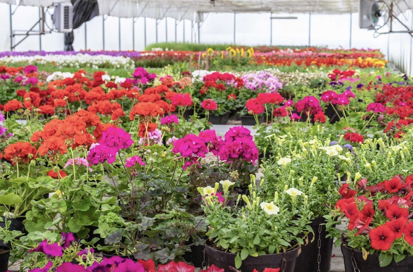 Virágvásár Szanyban – színes kínálattal várják a vásárlókat