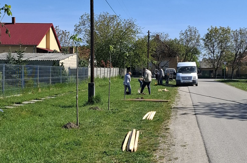 Fásítás Rábapatonán – új sorfák a településen